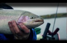 Видео: как ловить форель на фидер