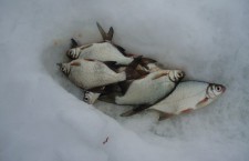 Зимняя ловля густеры со льда