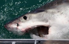 Рыбак из Южной Африки осужден за вылов большой белой акулы