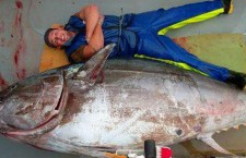 Гигантский тунец весом 415 кг отправился на рыбный аукцион в Японию