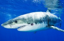 Рыбаки поймали у берегов Флориды акулу весом более тонны