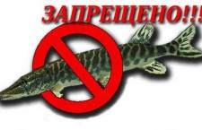 С 20 апреля на Вологодчине начинается сезон нереста рыбы
