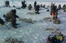 На Сахалине предлагают отказаться от промышленного лова корюшки в пользу любителей