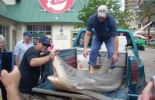 Флоридские рыбаки поймали акулу голыми руками