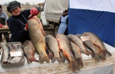 Ученые Астрахани предложили ограничить вылов рыбы в Волге 5-ю килограммами