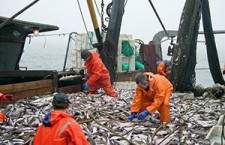 Правила рыболовства на Азовском и Черном морях изменены