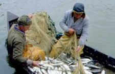 Уловы российских рыбаков растут
