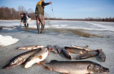 В Новосибирской области состоится фестиваль «Сибиряк – значит рыбак!»