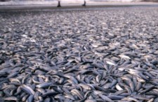Тысячи рыб замерзли у берегов Норвегии