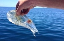 Новозеландец поймал прозрачную рыбу