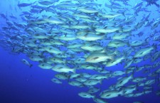 В океане больше рыбы, чем считали ученые