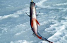 «Сахалинский лед» станет второй «Байкальской рыбалкой»