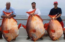Сразу три редких рыбы поймали удачливые американцы
