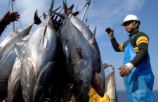 Россия может запретить Японии рыбачить в российских водах