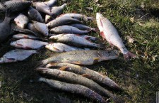 На Дону состоялся рыболовный чемпионат