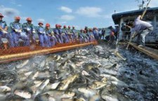 В Хабаровском крае ожидается рекордный вылов лосося
