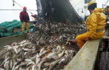Норвежские и российские специалисты выяснили, сколько рыбы в Баренцевом море
