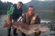 Дунайский лосось весом 25 кг пойман в Сербии